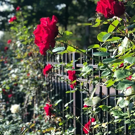 Des Roses Valkenswaard